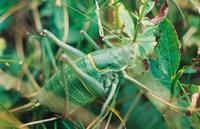 Polysarcus denticaudus