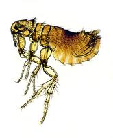 Ceratophyllus sciurorum