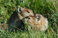 Image of: Ochotona curzoniae (black-lipped pika)