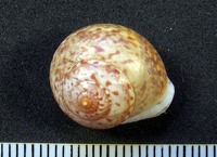 Helicina adspersa