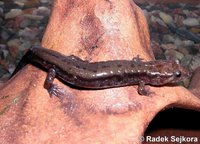 Desmognathus ochrophaeus - Allegheny Mountain Dusky Salamander