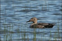 Anas strepera - Gadwall