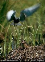 Chlidonias niger - Black Tern
