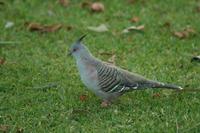 Ocyphaps lophotes - Crested Pigeon