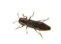 Image of: Agrilus