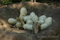 Maiasaura peeblesorum