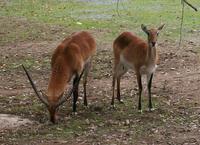 Kobus leche kafuensis - Kafue Lechwe