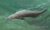 Lontra canadensis - Northern River Otter