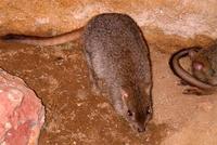 Bettongia penicillata ogilbyi