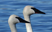 Image of: Cygnus buccinator (trumpeter swan)