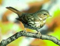 Image of: Passerella iliaca (fox sparrow)