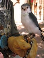 Image of: Polihierax semitorquatus (African pygmy falcon)