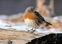 Image of: Prunella rubeculoides (robin accentor)