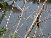 Image of: Psaltriparus minimus (bushtit)