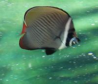 Chaetodon collare - Brown Butterflyfish