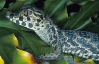 Image of: Caiman crocodilus (spectacled caiman)