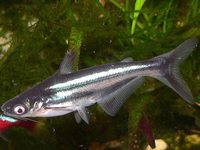 Pangasianodon hypophthalmus - Iridescent Shark-catfish