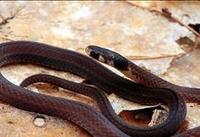 Image of: Tantilla melanocephala (black-headed snake)