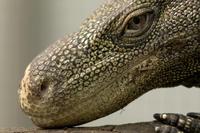 Varanus salvadorii - Crocodile Monitor
