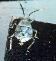 Deraeocoris nebulosus