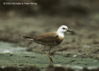 Oriental Plover - Charadrius veredus