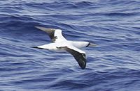 Masked Booby - Sula dactylatra