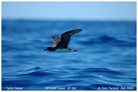 Tahiti Petrel - Pterodroma rostrata