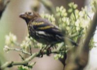 Mountain Serin - Serinus estherae