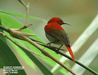 Temminck's Sunbird - Aethopyga temminckii