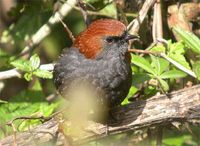 Gould's Shortwing - Brachypteryx stellata