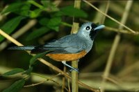 Black faced Monarch