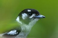 White eared Monarch
