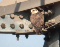 Saker Falcon - Falco cherrug