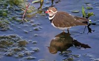 Three-banded Plover - Charadrius tricollaris