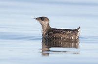 Marbled Murrelet (Brachyramphus marmoratus) photo