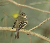 Acadian Flycatcher (Empidonax virescens) photo