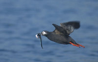 Spectacled Guillemot (Cepphus carbo) photo