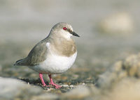 Magellanic Plover (Pluvianellis socialis) photo