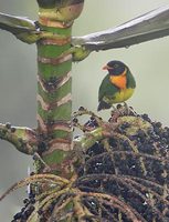 Orange-breasted Fruiteater (Pipreola jucunda) photo