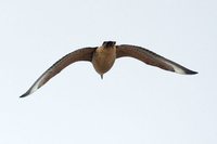 Chilean Skua - Stercorarius chilensis