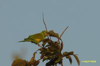 Yellow-chevroned Parakeet - Brotogeris chiriri