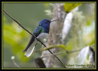 White-necked Jacobin - Florisuga mellivora