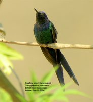 Swallow-tailed Hummingbird - Eupetomena macrourus