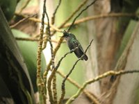 Antillean Crested Hummingbird - Orthorhyncus cristatus