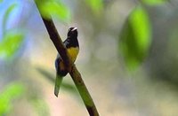 Violaceous Trogon - Trogon violaceus