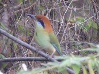 Russet-crowned Motmot - Momotus mexicanus