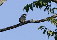 Black-breasted Puffbird - Notharchus pectoralis