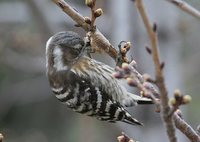 Pygmy Woodpecker - Dendrocopos kizuki