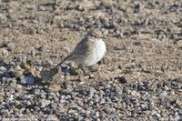 Puna Miner - Geositta punensis