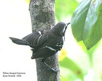 White-fringed Antwren - Formicivora grisea